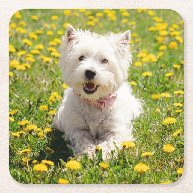 Cutest Baby Animals | Westie Dog in Dandelions Square Paper Coaster (Front)