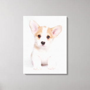 Cutest Baby Animals White Corgi Puppy Canvas Print