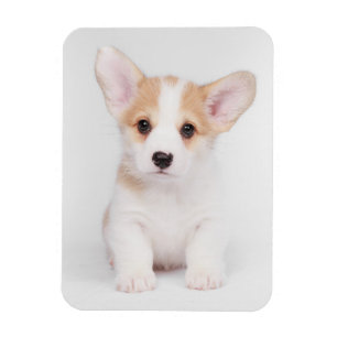 Cutest Baby Animals White Corgi Puppy Magnet
