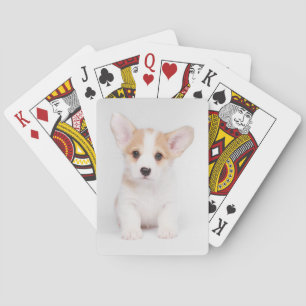 Cutest Baby Animals   White Corgi Puppy Playing Cards