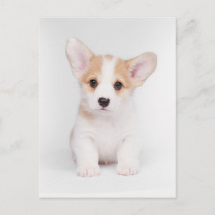 Cutest Baby Animals   White Corgi Puppy Postcard