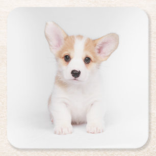 Cutest Baby Animals White Corgi Puppy Square Paper Coaster