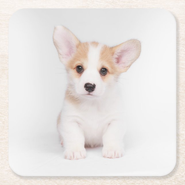 Cutest Baby Animals | White Corgi Puppy Square Paper Coaster (Front)