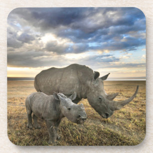 Cutest Baby Animals White Rhino & Calf Coaster