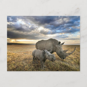 Cutest Baby Animals White Rhino & Calf Postcard