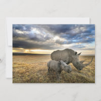 Cutest Baby Animals | White Rhino & Calf