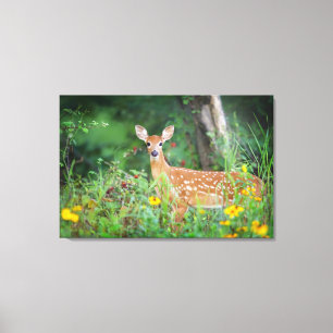Cutest Baby Animals White Tailed Deer in Daisies Canvas Print