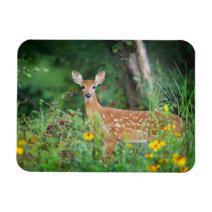 Cutest Baby Animals White Tailed Deer in Daisies Magnet
