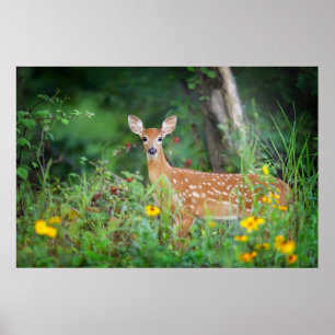 Cutest Baby Animals   White Tailed Deer in Daisies Poster
