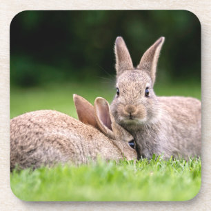 Cutest Baby Animals Wild Bunny Rabbits Coaster