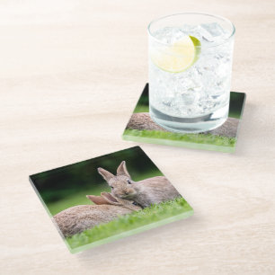 Cutest Baby Animals Wild Bunny Rabbits Glass Coaster