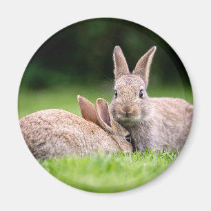 Cutest Baby Animals Wild Bunny Rabbits Magnet