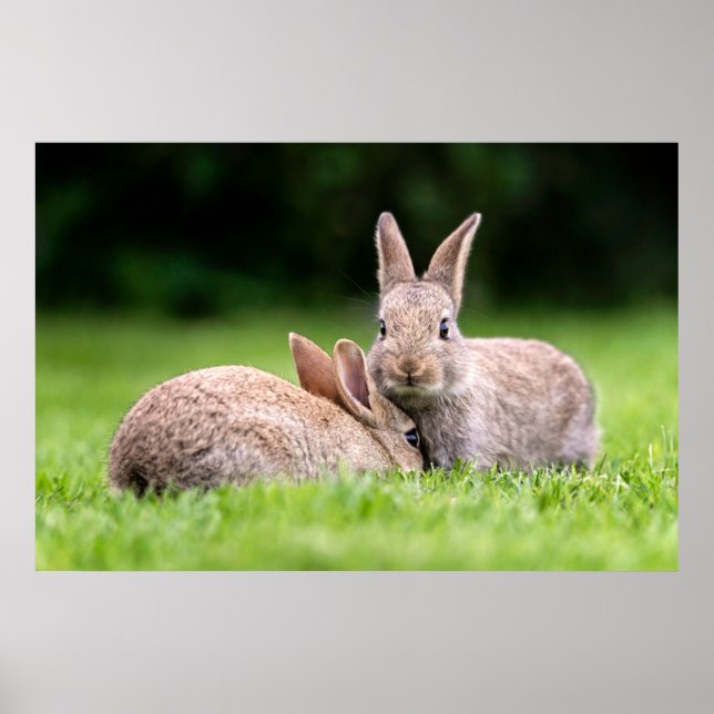 Cutest Baby Animals | Wild Bunny Rabbits Poster (Front)