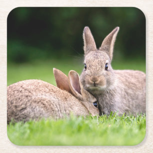 Cutest Baby Animals   Wild Bunny Rabbits Square Paper Coaster