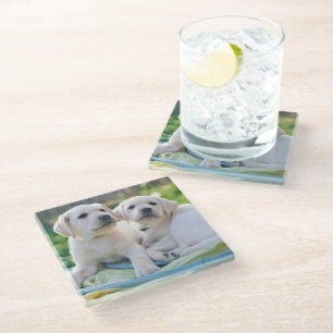 Cutest Baby Animals Yellow Labrador Retrievers Glass Coaster
