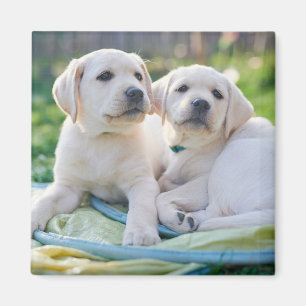 Cutest Baby Animals Yellow Labrador Retrievers Magnet