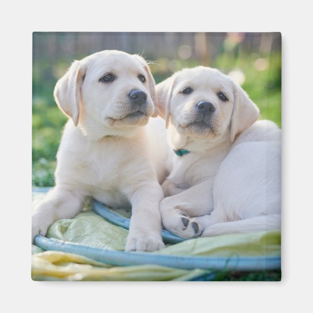 Cutest Baby Animals | Yellow Labrador Retrievers Magnet (Front)