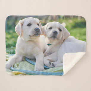 Cutest Baby Animals   Yellow Labrador Retrievers Sherpa Blanket