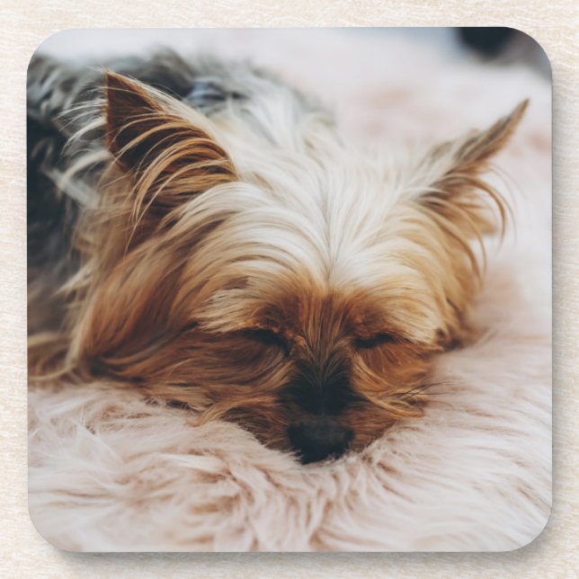 Cutest Baby Animals | Yorkshire Terrier Coaster (Front)