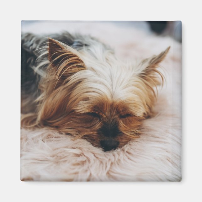 Cutest Baby Animals | Yorkshire Terrier Magnet (Front)