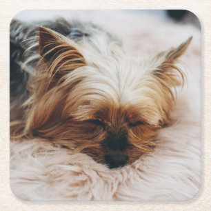 Cutest Baby Animals Yorkshire Terrier Square Paper Coaster