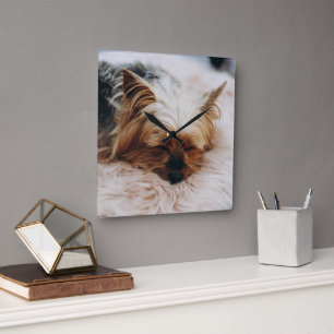Cutest Baby Animals   Yorkshire Terrier Square Wall Clock