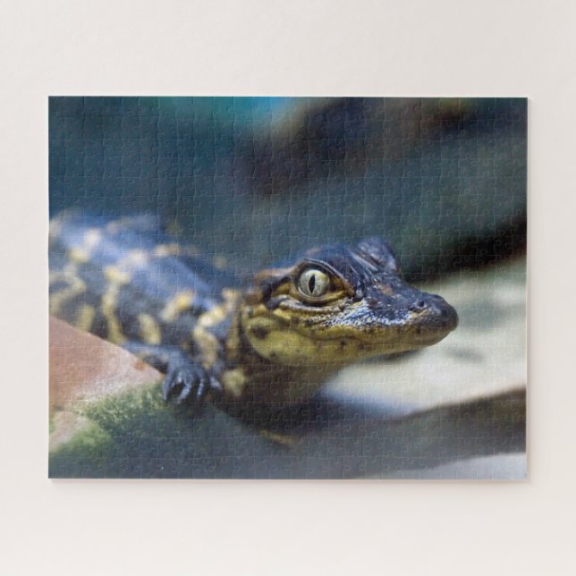 Cutest Baby Animals | Young Alligator Jigsaw Puzzle (Horizontal)