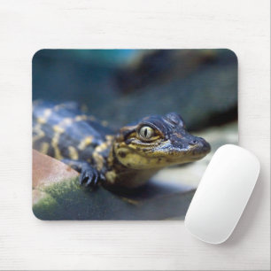 Cutest Baby Animals   Young Alligator Mouse Pad