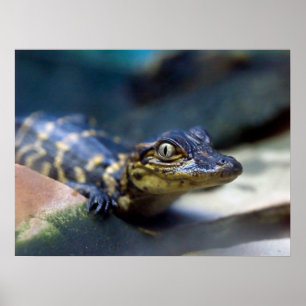 Cutest Baby Animals Young Alligator Poster