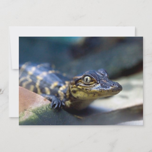 Cutest Baby Animals | Young Alligator Thank You Card (Front)