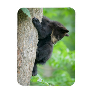 Cutest Baby Animals Young Black Bear Cub Magnet