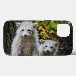 Cutest Baby Animals   Young Blonde Raccoons iPhone 13 Case