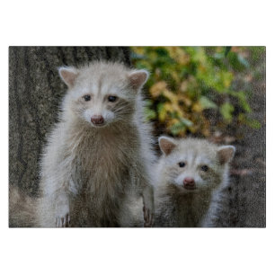 Cutest Baby Animals   Young Blonde Raccoons Cutting Board