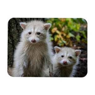 Cutest Baby Animals Young Blonde Raccoons Magnet