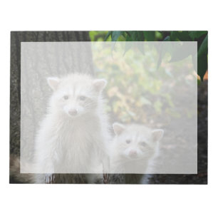 Cutest Baby Animals   Young Blonde Raccoons Notepad