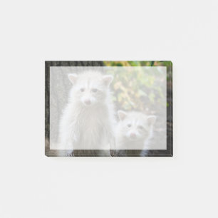 Cutest Baby Animals   Young Blonde Raccoons Post-it Notes