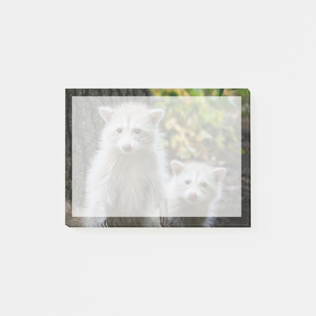 Cutest Baby Animals | Young Blonde Raccoons Post-it Notes (Front)