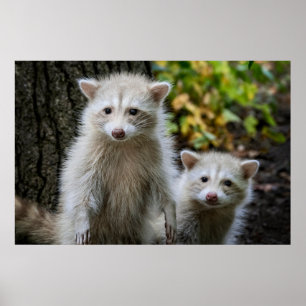 Cutest Baby Animals   Young Blonde Raccoons Poster