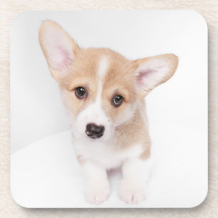 Cutest Baby Animals Young Corgi Puppy Coaster