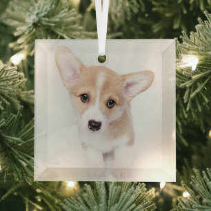 Cutest Baby Animals Young Corgi Puppy Glass Tree Decoration