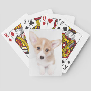 Cutest Baby Animals   Young Corgi Puppy Playing Cards