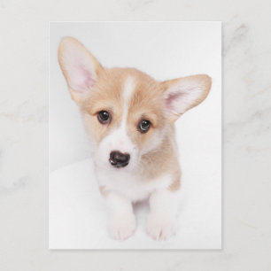 Cutest Baby Animals   Young Corgi Puppy Postcard