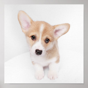 Cutest Baby Animals   Young Corgi Puppy Poster