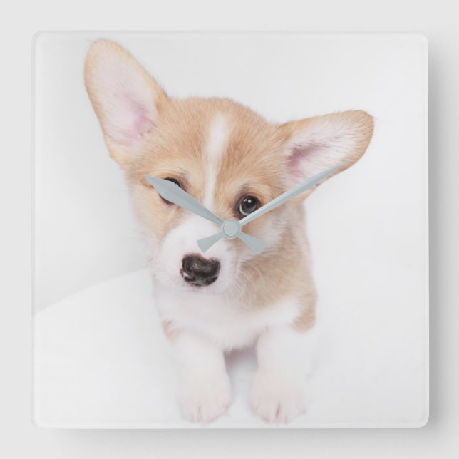 Cutest Baby Animals | Young Corgi Puppy Square Wall Clock (Front)