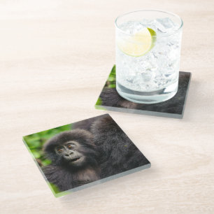 Cutest Baby Animals Young Mountain Gorilla Glass Coaster
