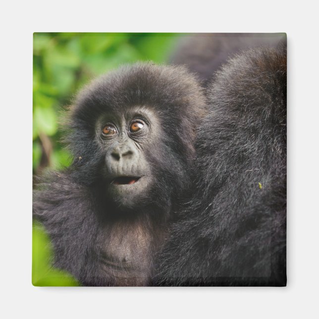 Cutest Baby Animals | Young Mountain Gorilla Magnet (Front)