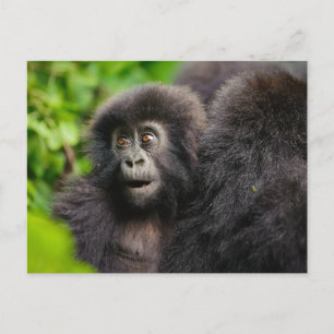 Cutest Baby Animals   Young Mountain Gorilla Postcard