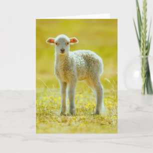 Cutest Baby Animals   Young Sheep Card