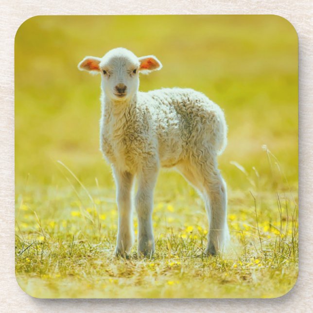 Cutest Baby Animals | Young Sheep Coaster (Front)