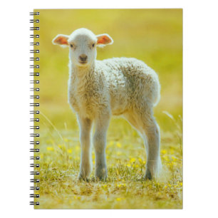 Cutest Baby Animals Young Sheep Notebook